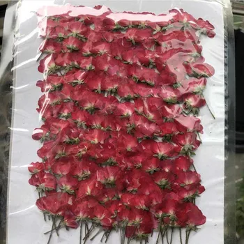 250 adet Yan Preslenmiş Kurutulmuş Kırmızı Çin Gül Çiçek Takı Imi telefon kılıfı Kartpostal Davetiye Karalama Defteri Craft DIY