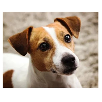 Dıy Elmas Nakış Jack Russell Terrier 5D Tam Kare Yuvarlak Matkap Elmas Boyama Çapraz dikiş resmi Sayısına Göre